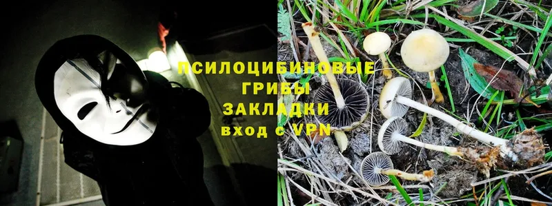 Псилоцибиновые грибы Psilocybe  Тосно 