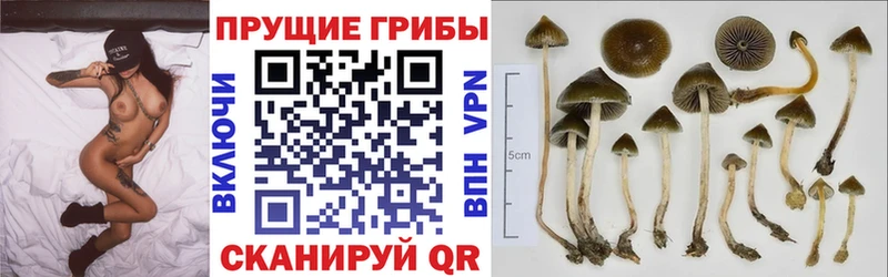 кракен маркетплейс Тосно Псилоцибиновые грибы ЛСД где купить наркоту